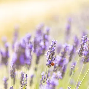 La Valle Della Lavanda - Podere Mezzastrada Séjour à la ferme